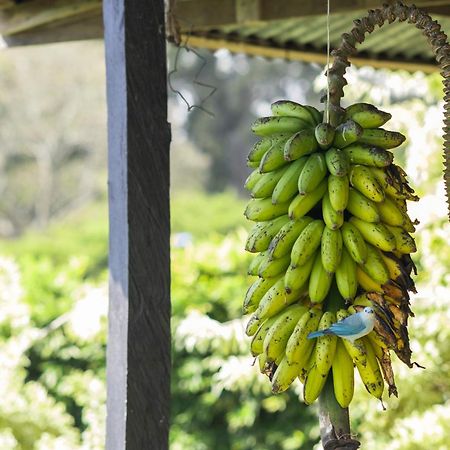 Coffee Garden Ranch Costa Rica Lejlighed Concepcion  Eksteriør billede