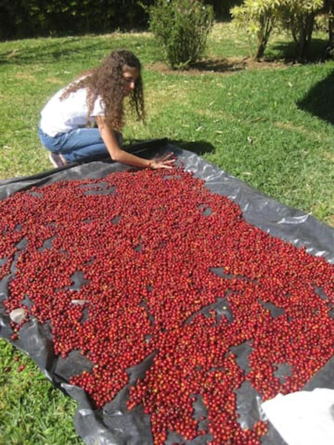 Coffee Garden Ranch Costa Rica Lejlighed Concepcion  Eksteriør billede